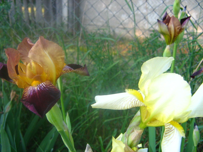 Picture 101 - flori diverse