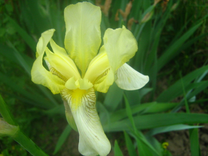 Picture 104 - flori diverse
