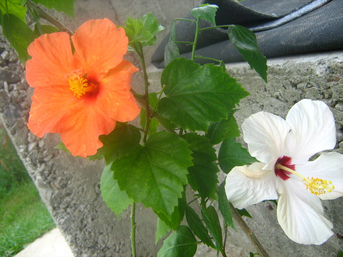Picture 102 - flori diverse