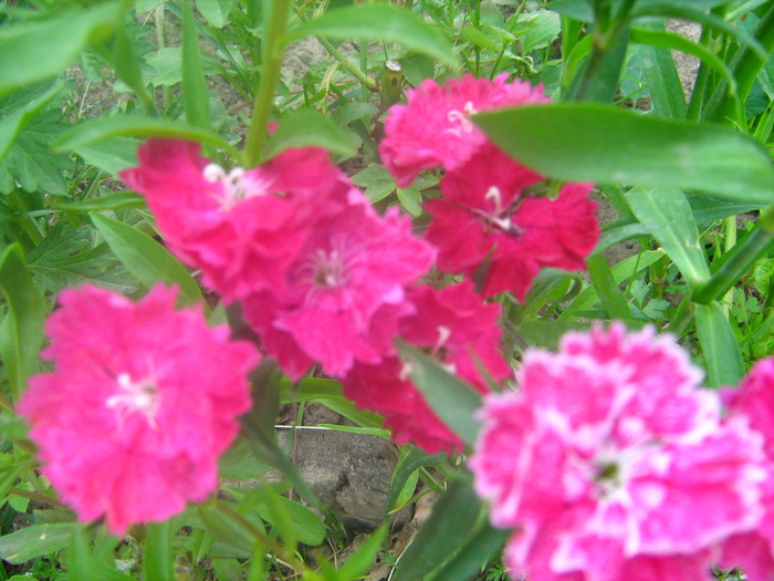 Picture 106 - flori diverse
