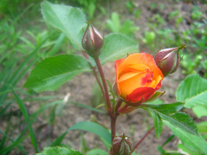 Picture 107 - flori diverse