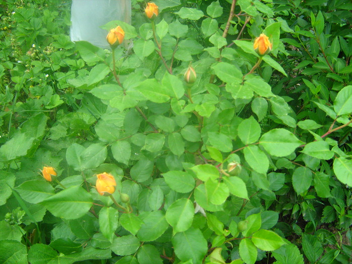 Picture 108 - flori diverse