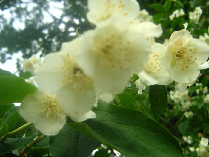 Picture 109 - flori diverse