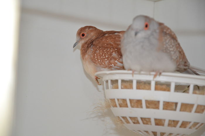 DSC_0066 - TURTURELE DIAMANT