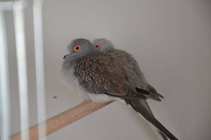 DSC_0116 - TURTURELE DIAMANT