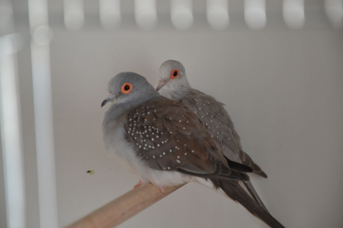 DSC_0118 - TURTURELE DIAMANT