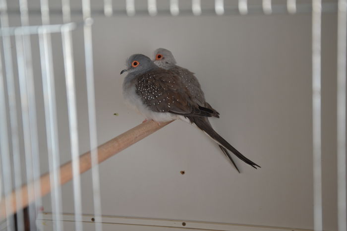 DSC_0119 - TURTURELE DIAMANT