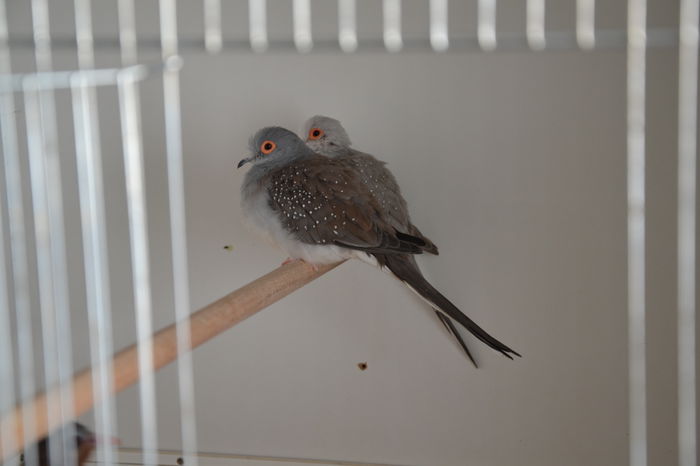 DSC_0120 - TURTURELE DIAMANT