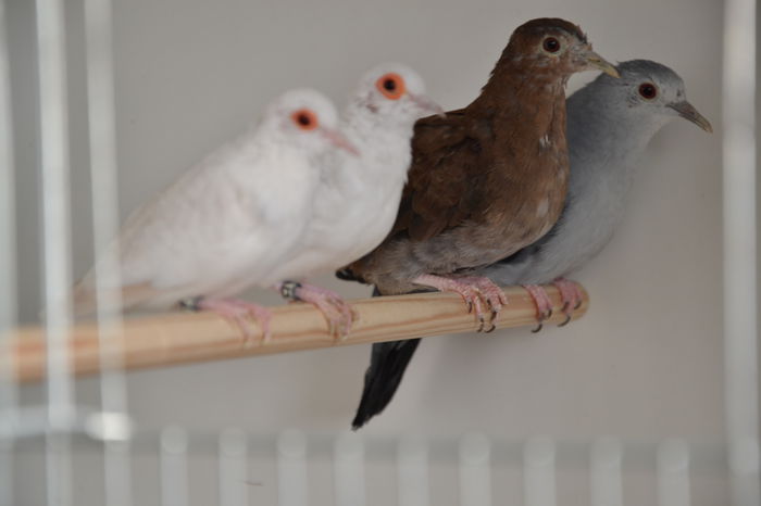 DSC_0123 - TURTURELE DIAMANT