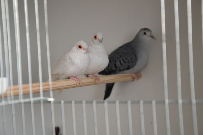 DSC_0125 - TURTURELE DIAMANT