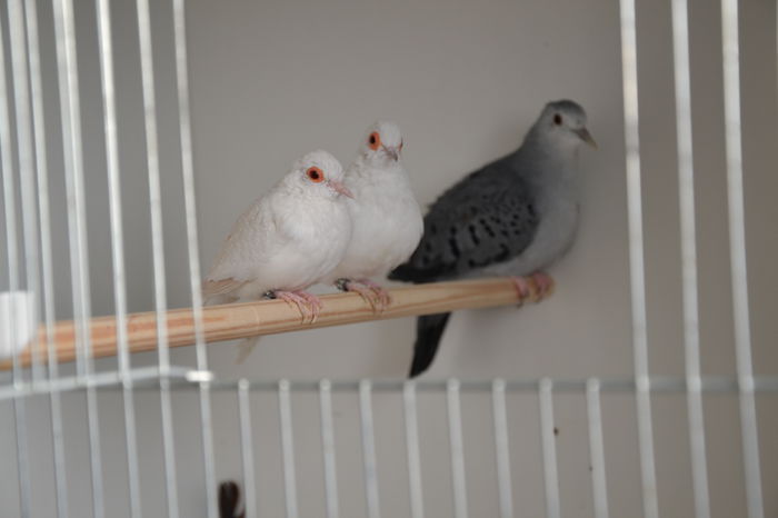 DSC_0126 - TURTURELE DIAMANT