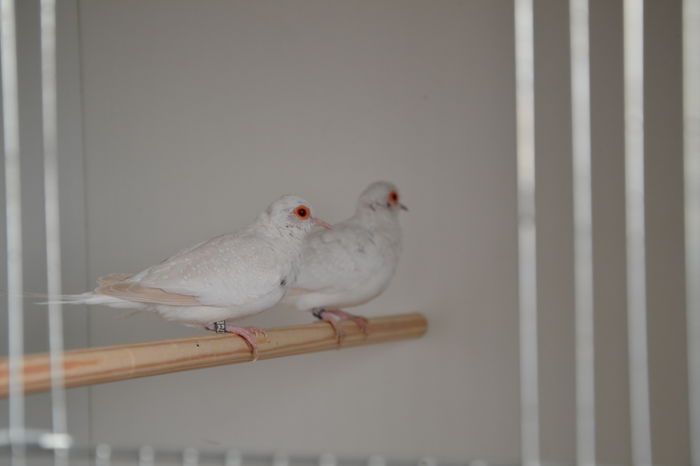 DSC_0141 - TURTURELE DIAMANT