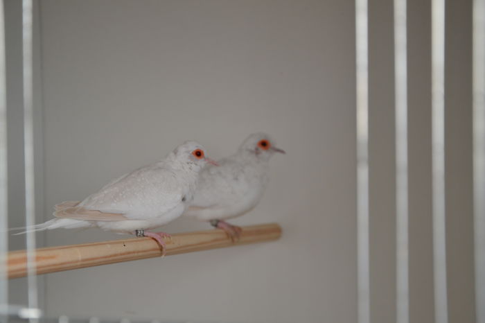 DSC_0142 - TURTURELE DIAMANT