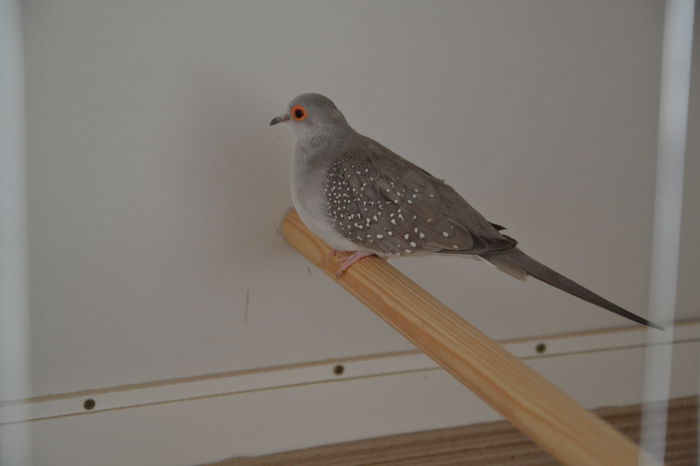 DSC_0154 - TURTURELE DIAMANT