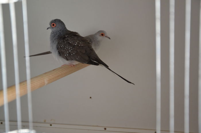 DSC_0161 - TURTURELE DIAMANT