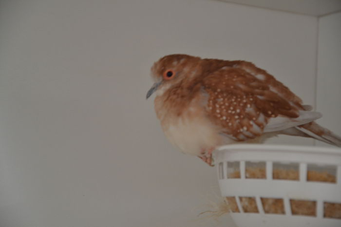 DSC_0186 - TURTURELE DIAMANT