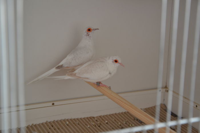 DSC_0189 - TURTURELE DIAMANT