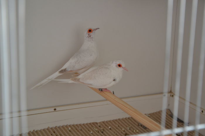 DSC_0190 - TURTURELE DIAMANT