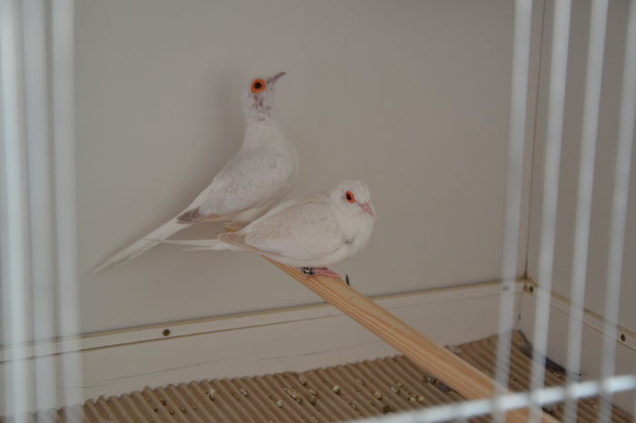 DSC_0191 - TURTURELE DIAMANT