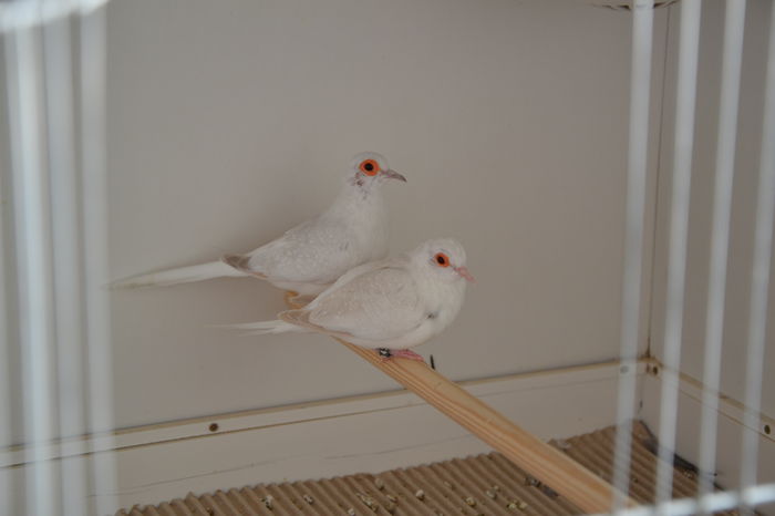 DSC_0194 - TURTURELE DIAMANT