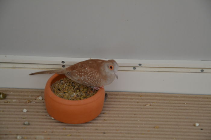 DSC_0198 - TURTURELE DIAMANT