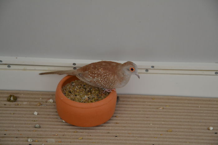 DSC_0202 - TURTURELE DIAMANT