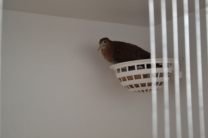 DSC_0148 - TURTURELE ALBASTRE-CLARAVIS PRETIOSA-BLUE GROUND