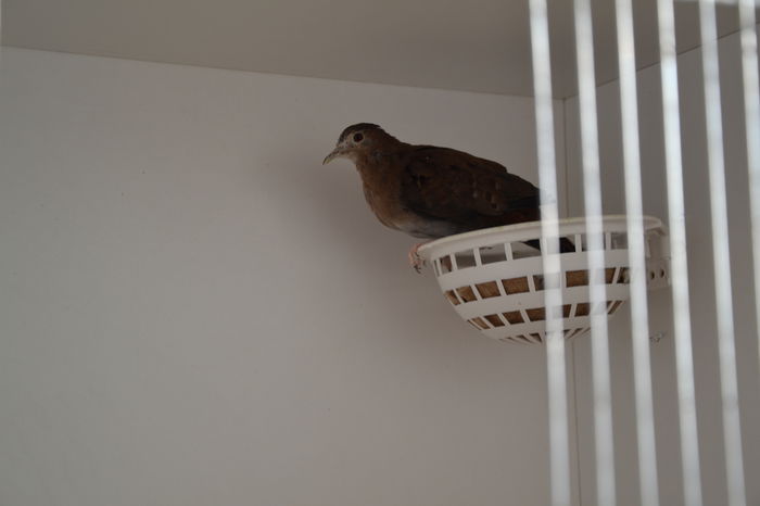 DSC_0149 - TURTURELE ALBASTRE-CLARAVIS PRETIOSA-BLUE GROUND