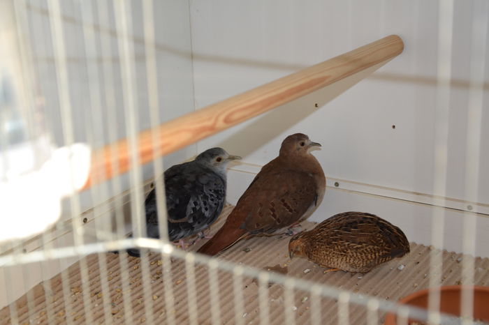 DSC_0176 - TURTURELE ALBASTRE-CLARAVIS PRETIOSA-BLUE GROUND