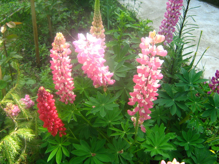 Picture 117 - flori diverse