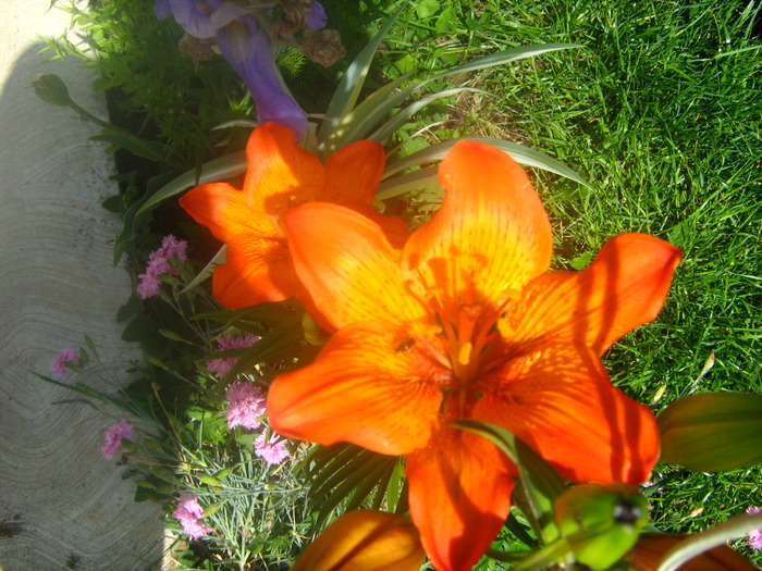 Picture 121 - flori diverse