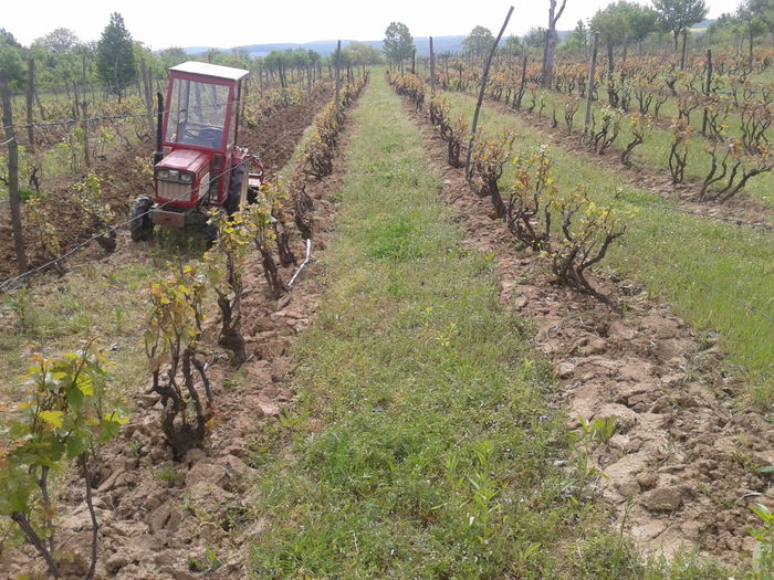 09.05.2014 - tractoras japonez lucrari