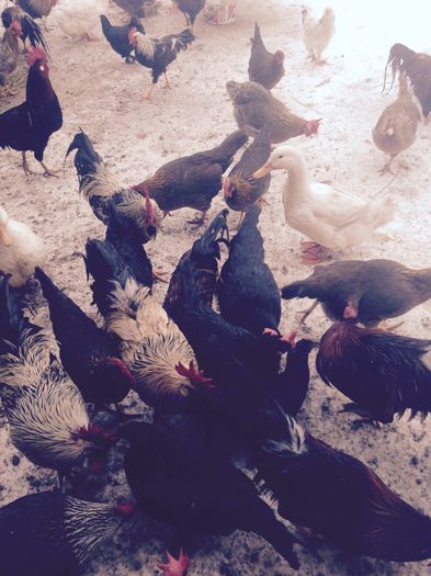 image - gaini italenesti