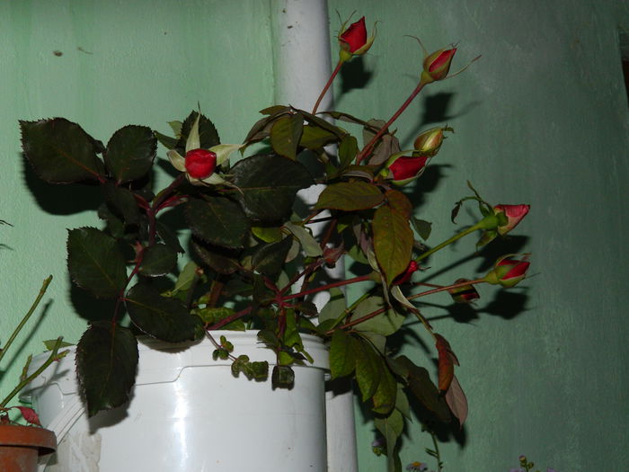 DSCN9825 - DECEMBRIE_2_2014