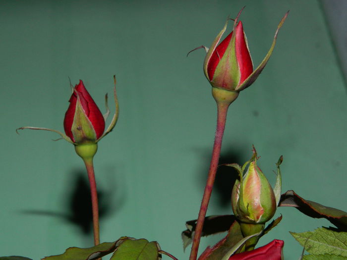 DSCN9894 - DECEMBRIE_2_2014