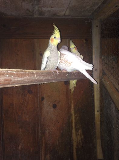 image - Turturele Razatoare si nimfe