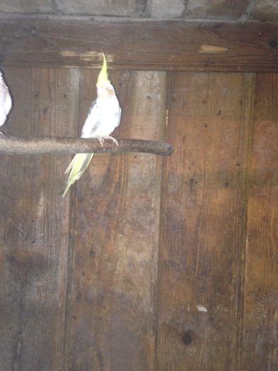 image - Turturele Razatoare si nimfe