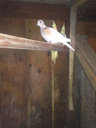 image - Turturele Razatoare si nimfe