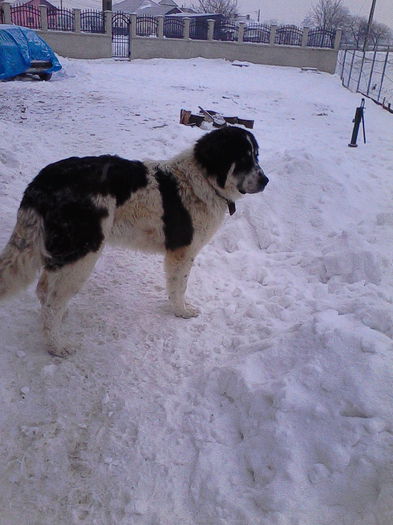 IMG_20150101_163251; Dona 8 luni
