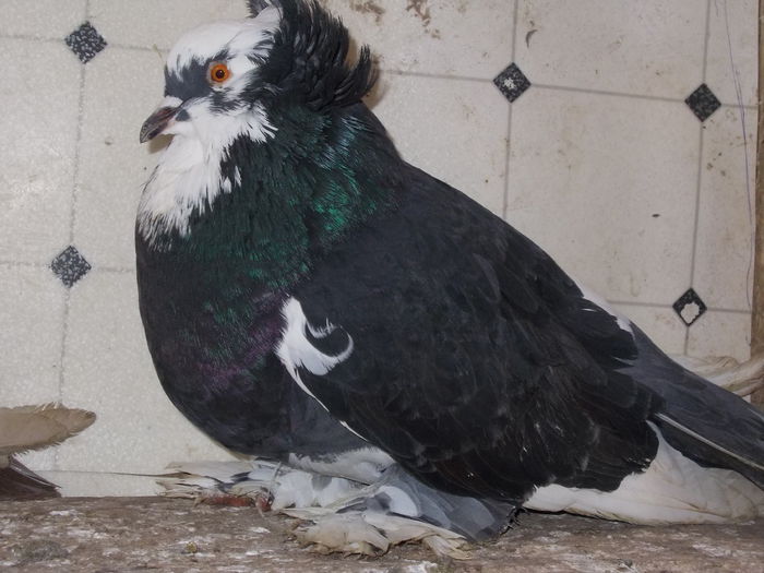 DSCN5224[1]; femela 2011
