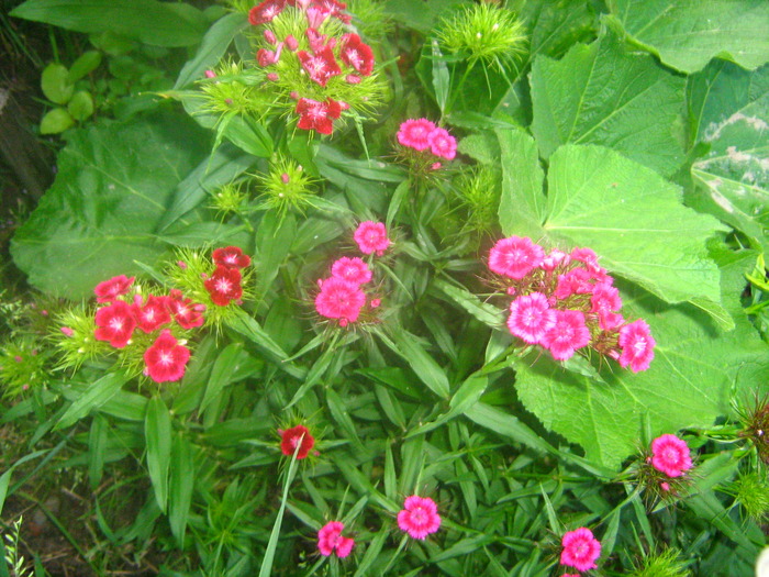 Picture 145 - flori diverse