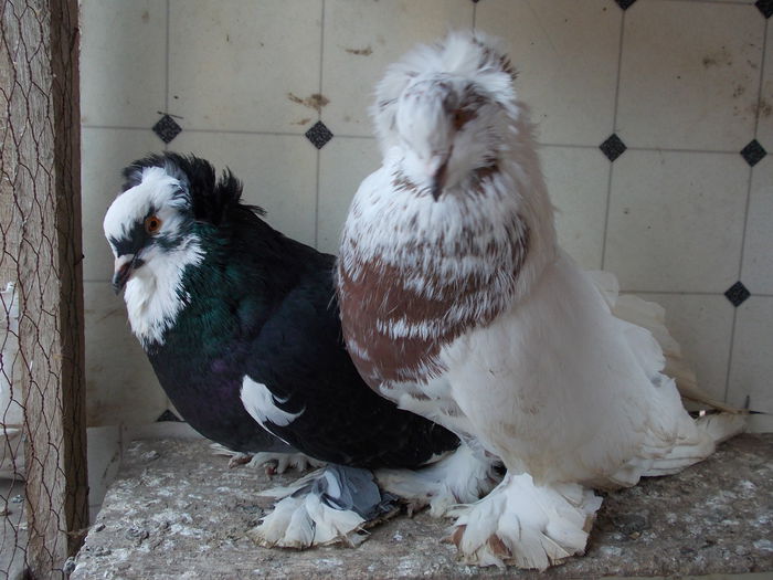 DSCN5227[1]; perechea
