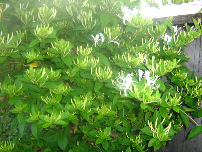 Picture 146 - flori diverse