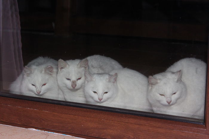 IMG_6137 - zzz Pisicile noastre