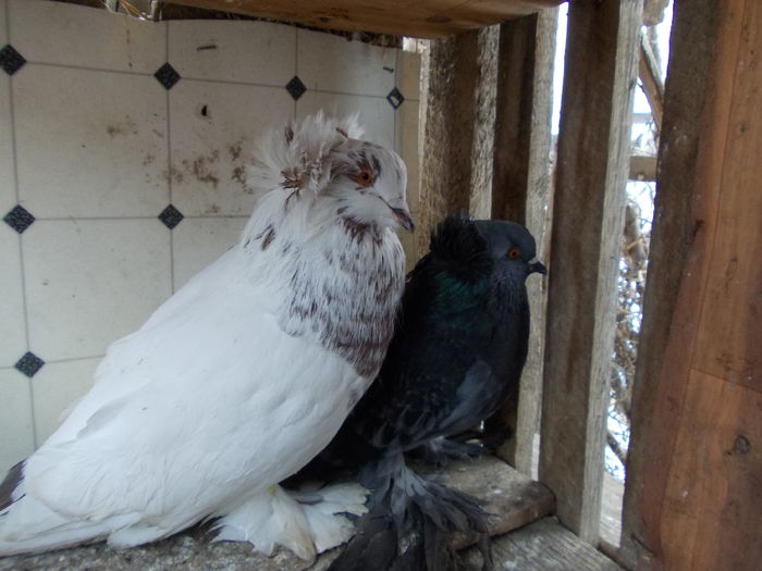 DSCN5251[1]; diferenta
