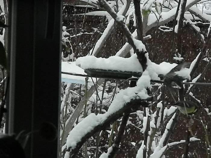 DSCN1623 - VRABIUTE_2