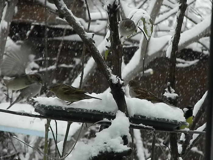 DSCN1640 - VRABIUTE_2