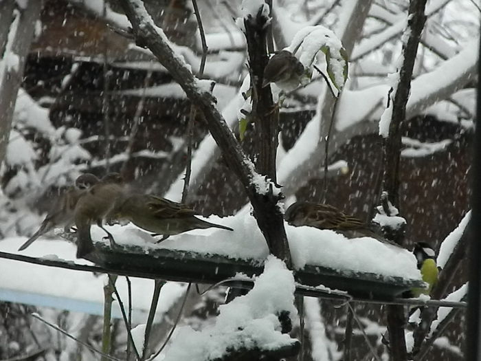 DSCN1643 - VRABIUTE_2