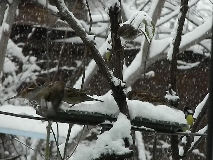 DSCN1644 - VRABIUTE_2