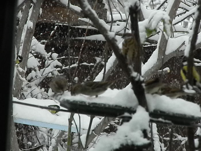 DSCN1646 - VRABIUTE_2